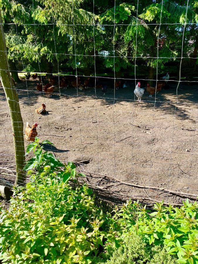 Agroturystyka Nad Jeziorem Silickim Ilinscy Silice Esterno foto