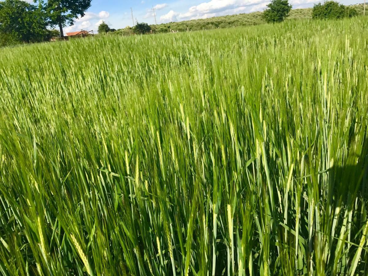 Agroturystyka Nad Jeziorem Silickim Ilinscy Silice Esterno foto
